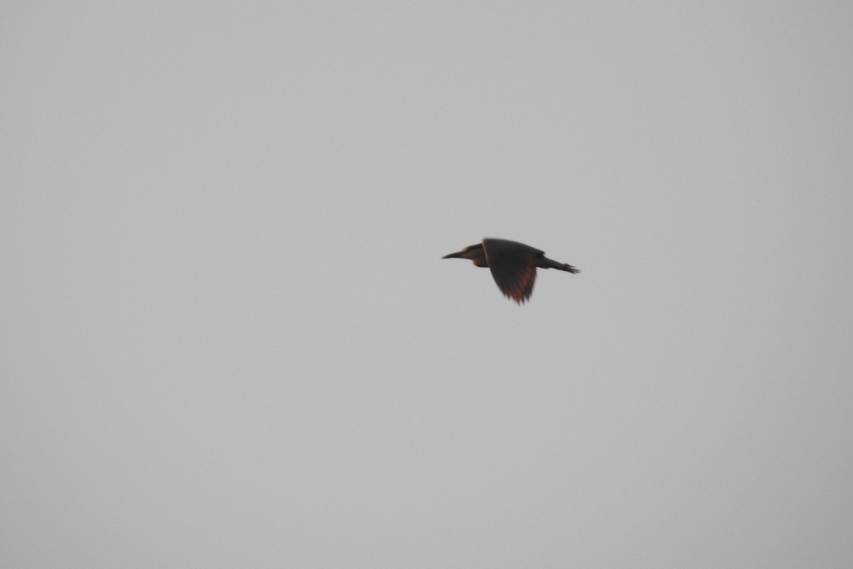 Black-crowned Night Heron - Dan Belter