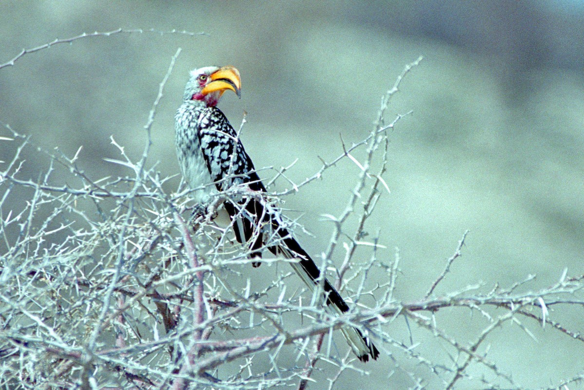 Southern Yellow-billed Hornbill - Elizabeth Hawkins