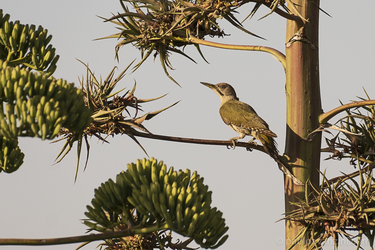 Iberian Green Woodpecker - ML343265641