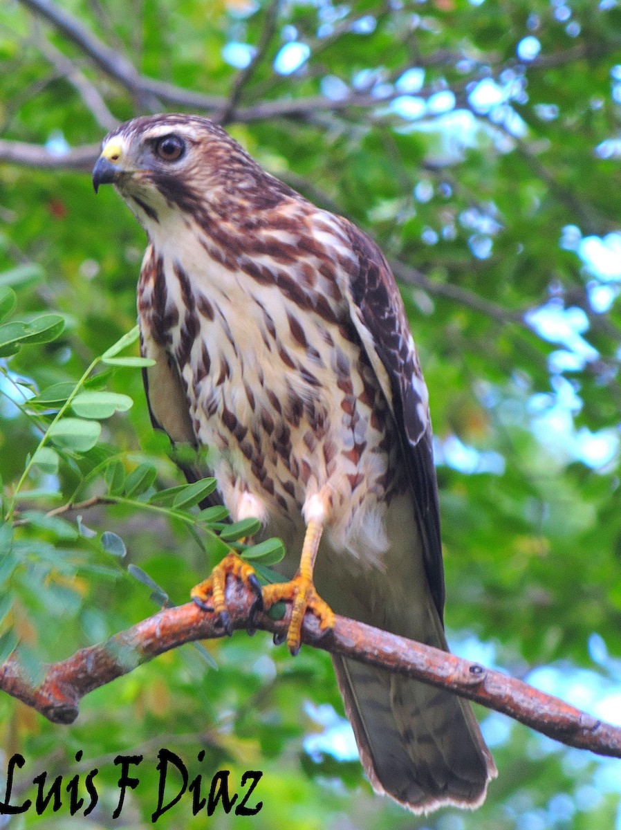 Broad-winged Hawk - LUIS DIAZ