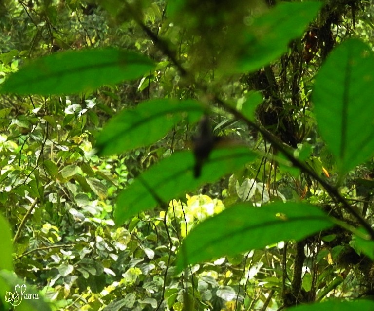 Зелёный колибри-отшельник - ML343269291