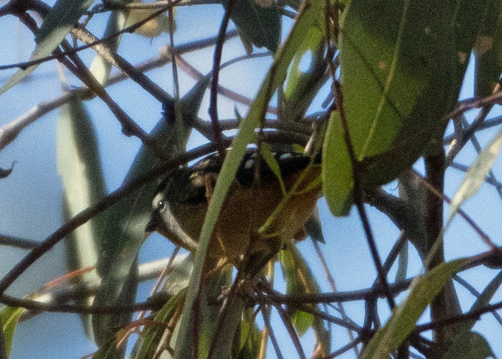 Spotted Pardalote - ML343269571
