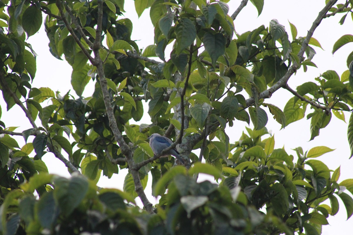 Blue-gray Tanager - ML343271651