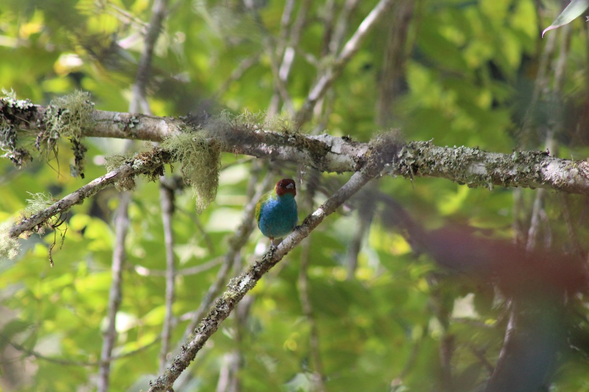 Bay-headed Tanager - ML343271981