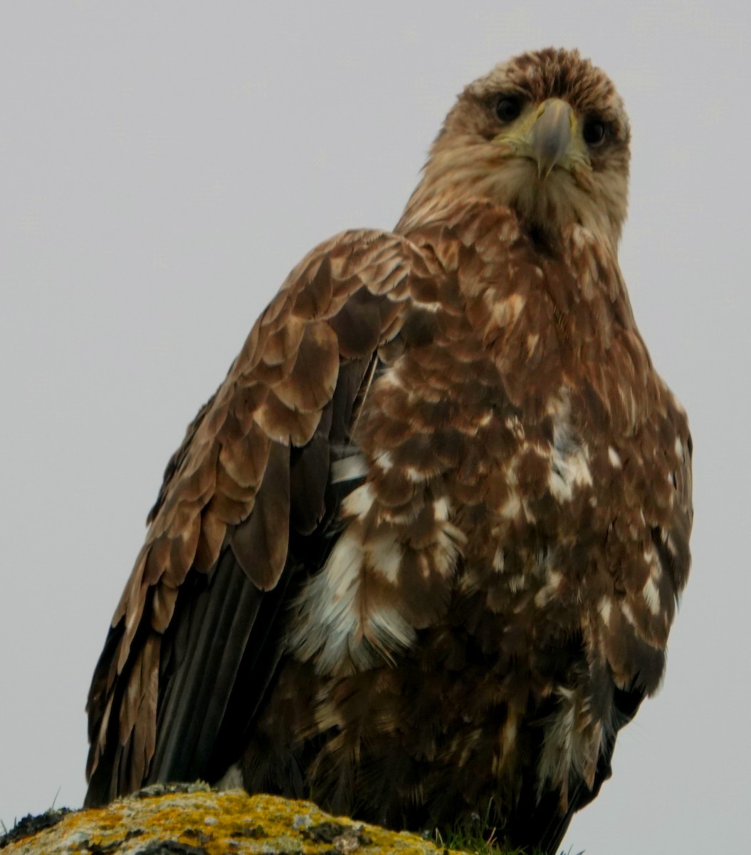 White-tailed Eagle - ML343272741