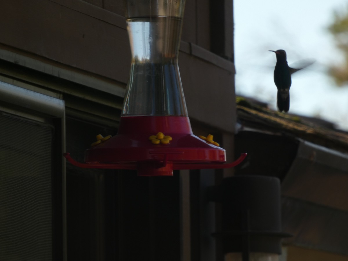 Broad-billed Hummingbird - ML343272761