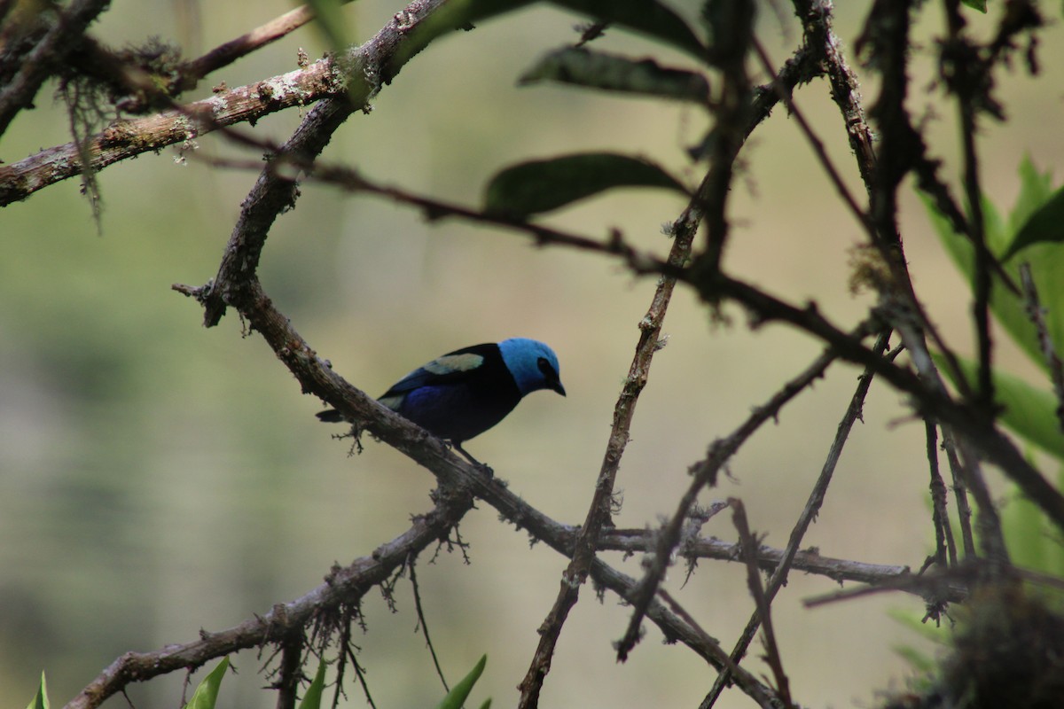 Blue-necked Tanager - ML343273001