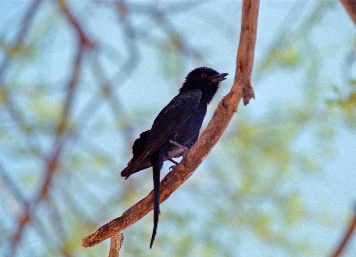 Fork-tailed Drongo - Elizabeth Hawkins