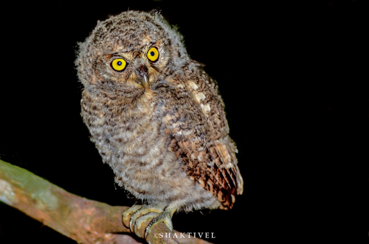 Andaman Scops-Owl - ML343274161