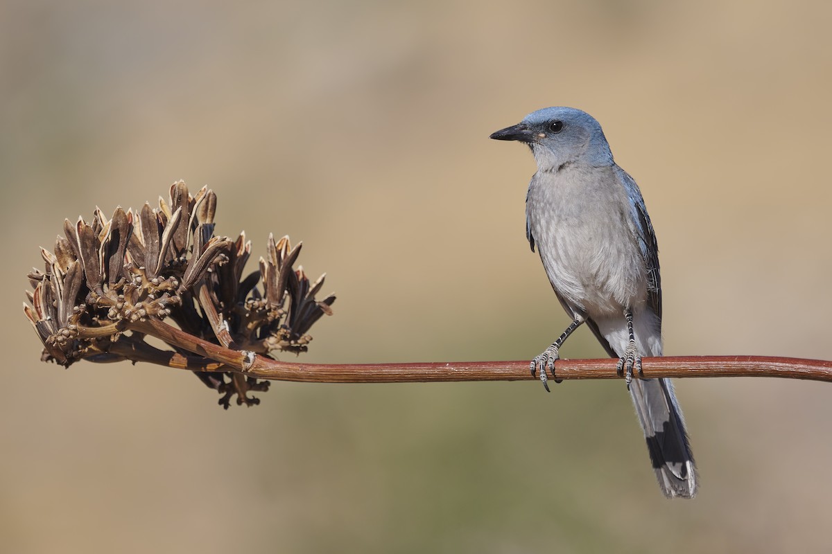 Mexican Jay - ML343279701