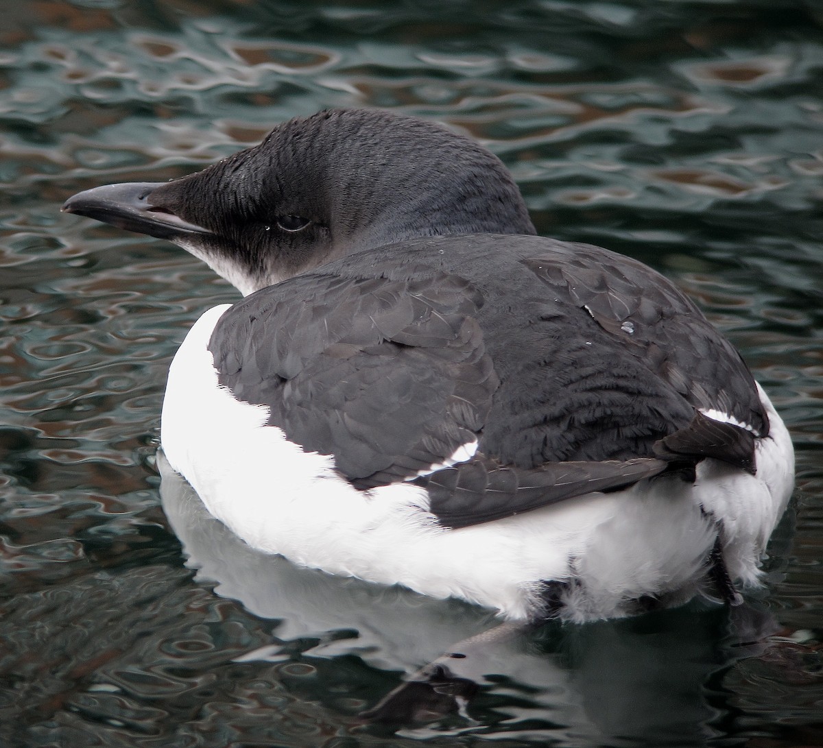 Thick-billed Murre - ML34328331