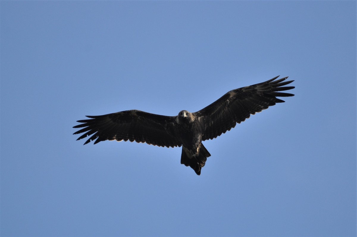 Wedge-tailed Eagle - ML343287741