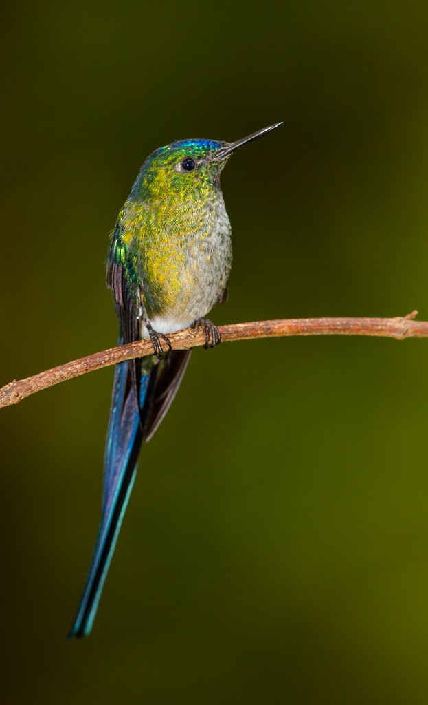 Long-tailed Sylph - ML34329161