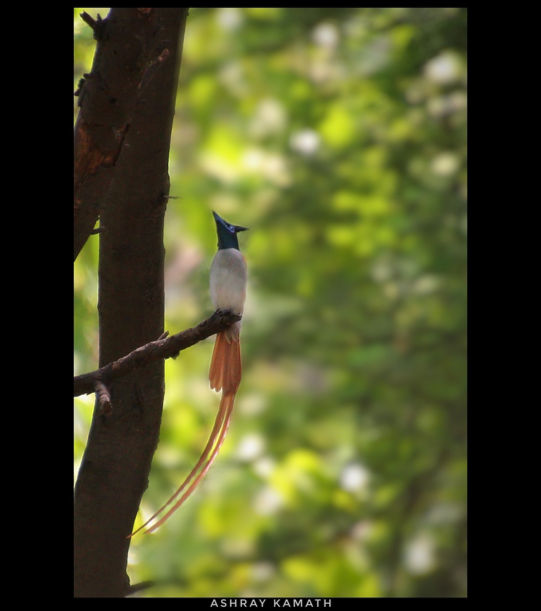 Indian Paradise-Flycatcher - Ashray Kamath