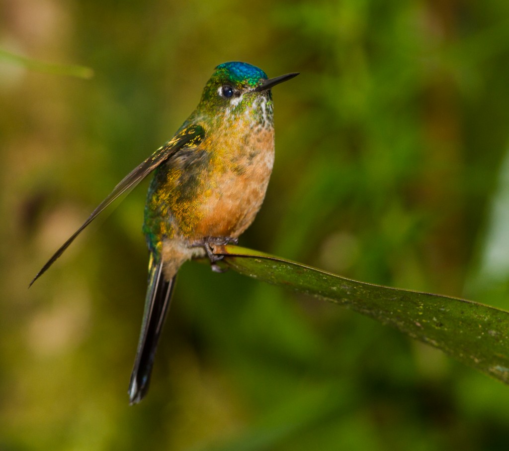 Long-tailed Sylph - ML34329411