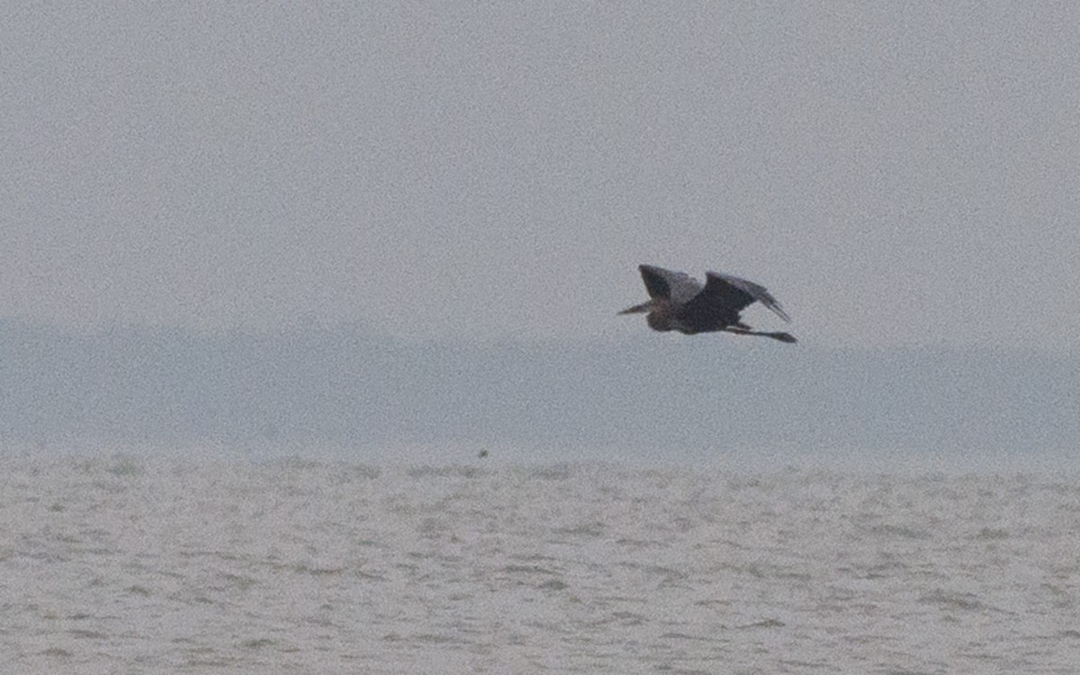 Goliath Heron - Sandip Das