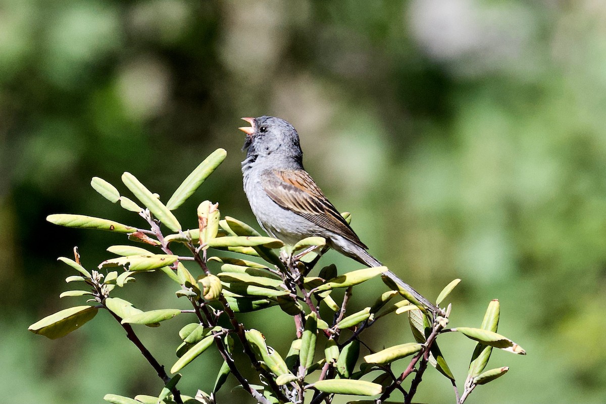 Black-chinned Sparrow - John Dumlao