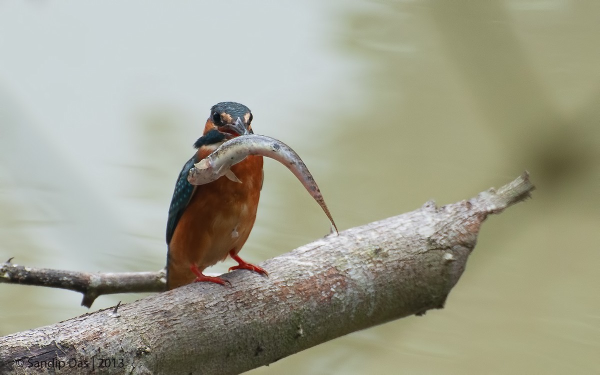 Common Kingfisher - ML343300801