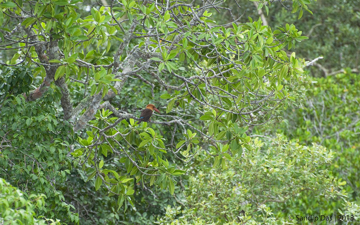 Brown-winged Kingfisher - Sandip Das