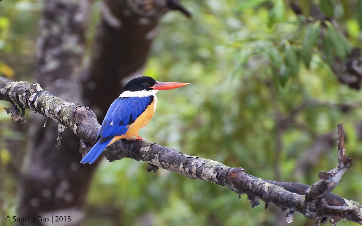 Black-capped Kingfisher - Sandip Das