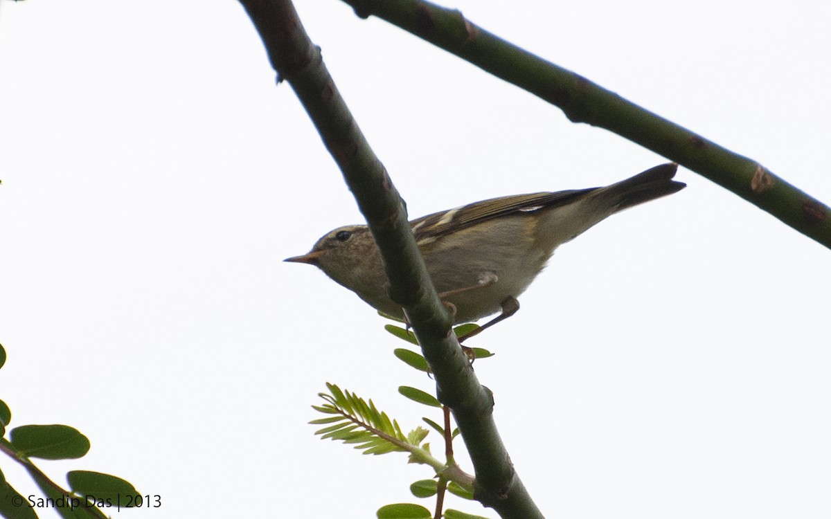 Yellow-browed Warbler - ML343301091
