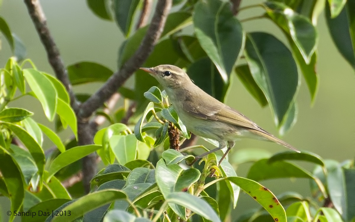 Greenish Warbler - Sandip Das