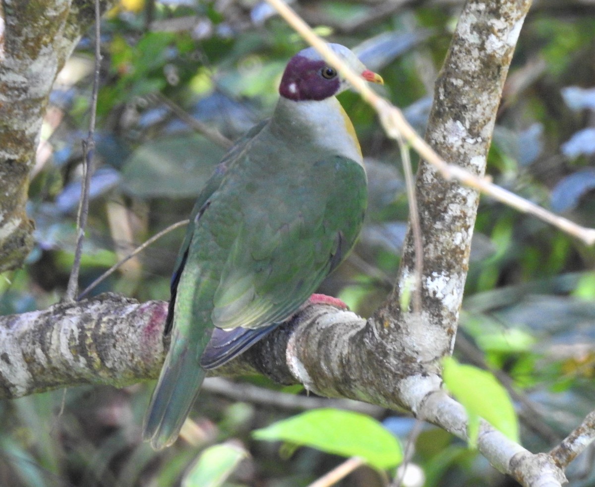 Yellow-breasted Fruit-Dove - ML343301611