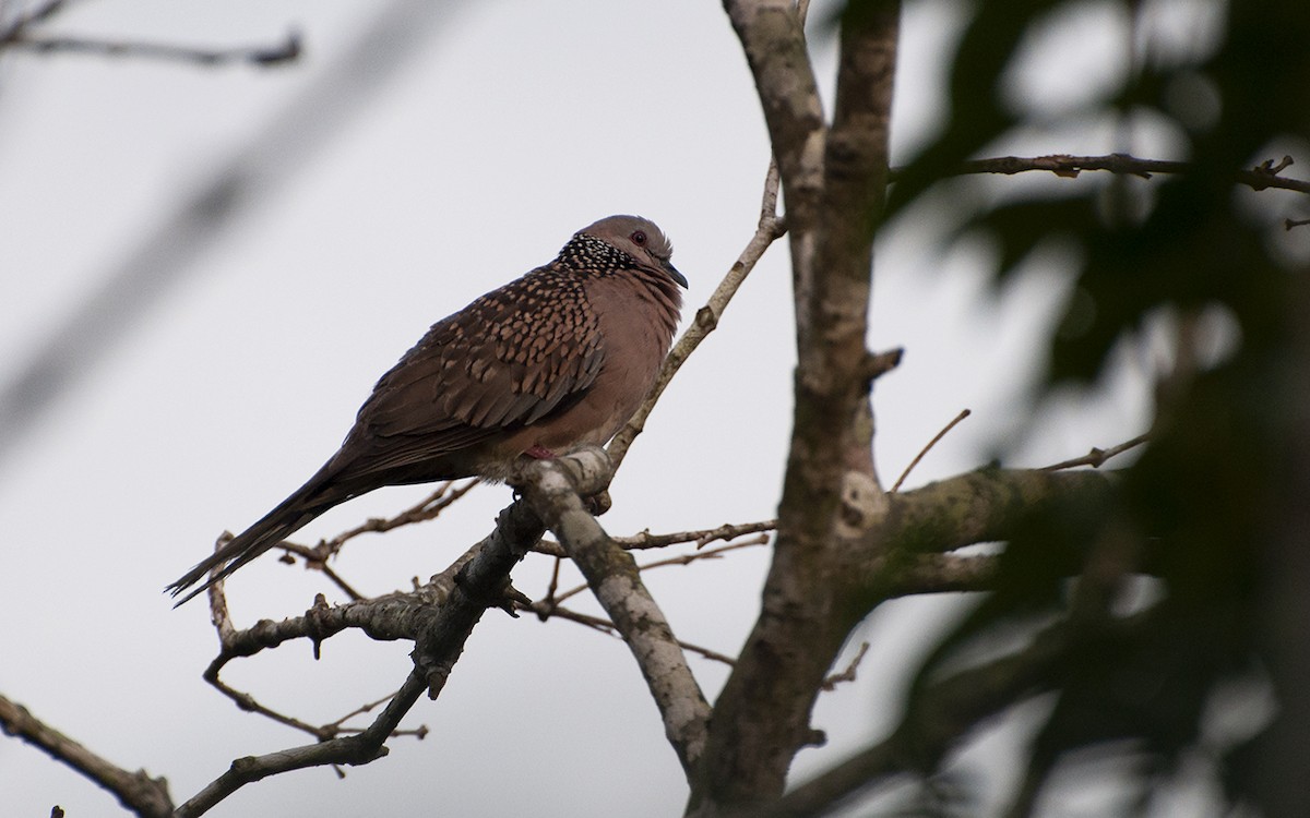 Spotted Dove - ML343302021