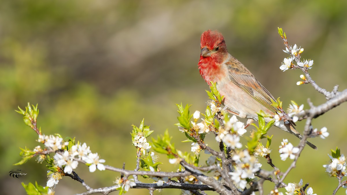 Common Rosefinch - Ferit Başbuğ