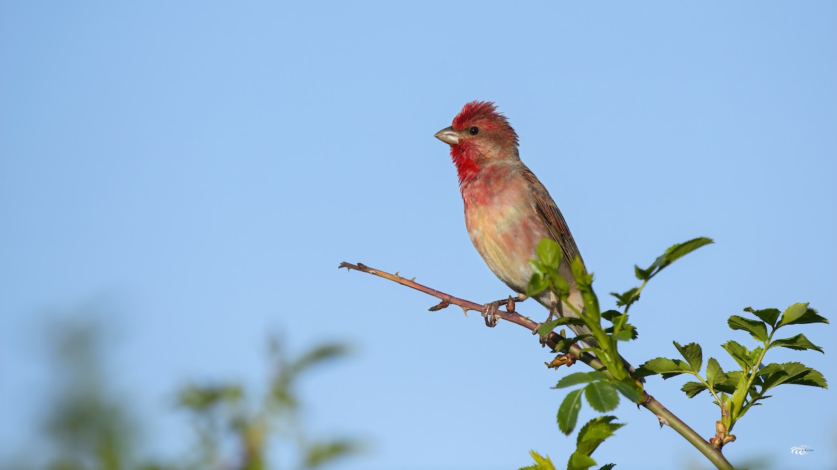 Common Rosefinch - Ferit Başbuğ