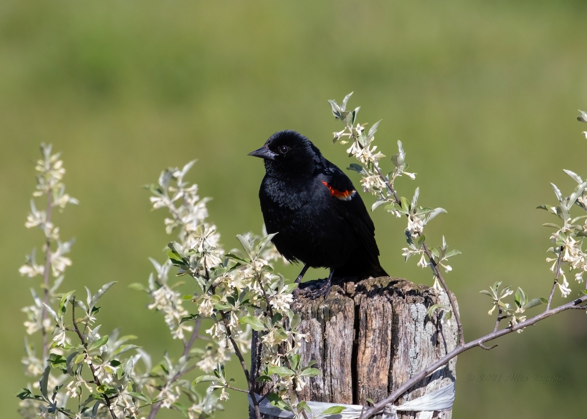 Red-winged Blackbird - Allen Boynton