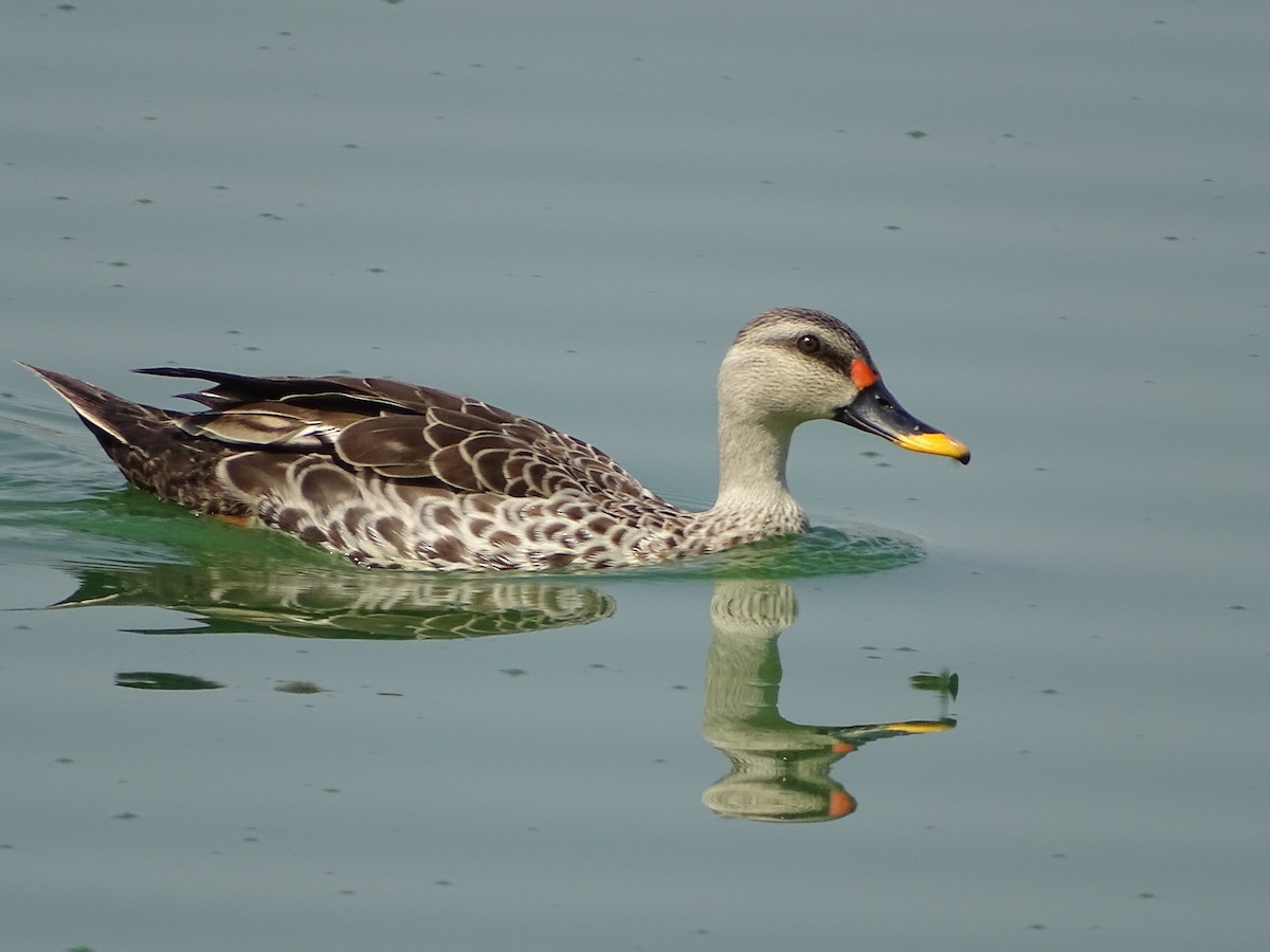 Indian Spot-billed Duck - ML343307661