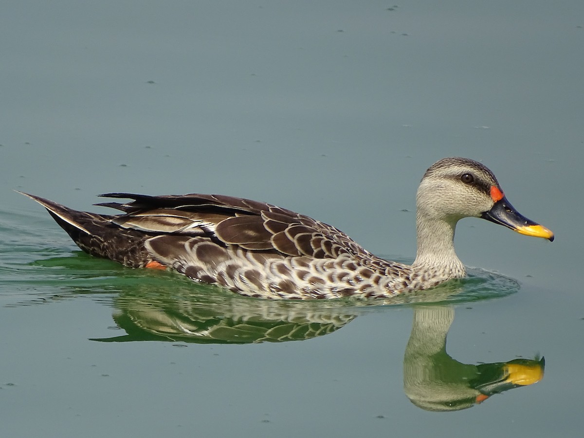 Indian Spot-billed Duck - ML343307671
