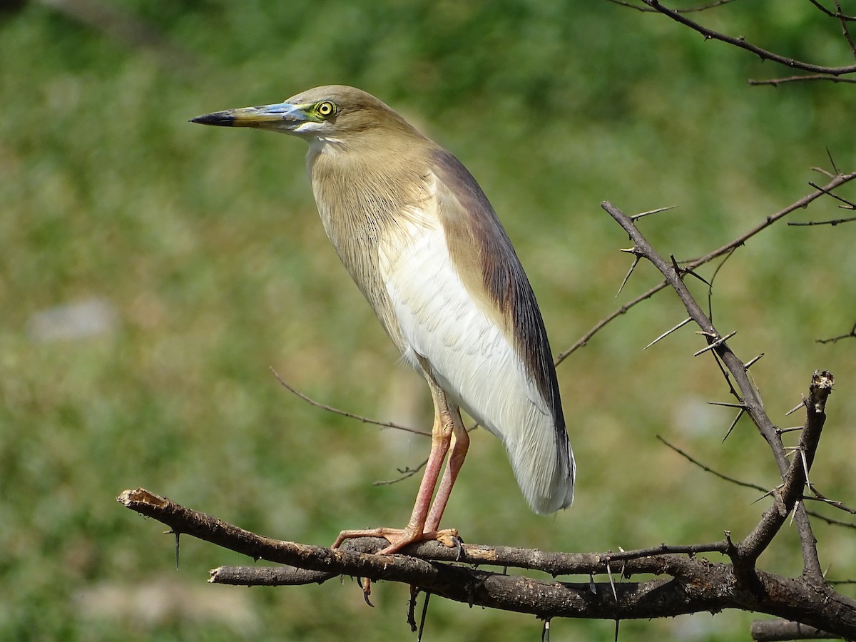 Indian Pond-Heron - kishor pathak