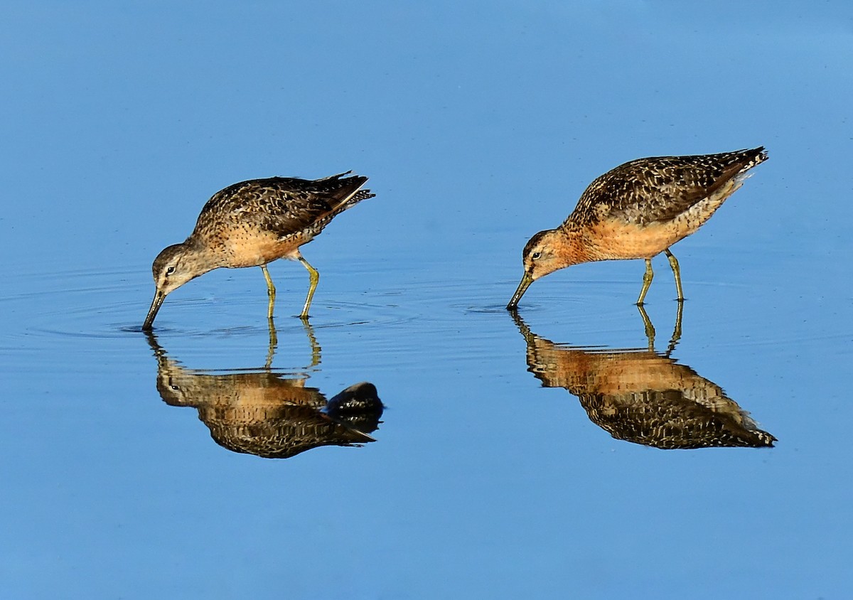 Long-billed Dowitcher - ML34331271