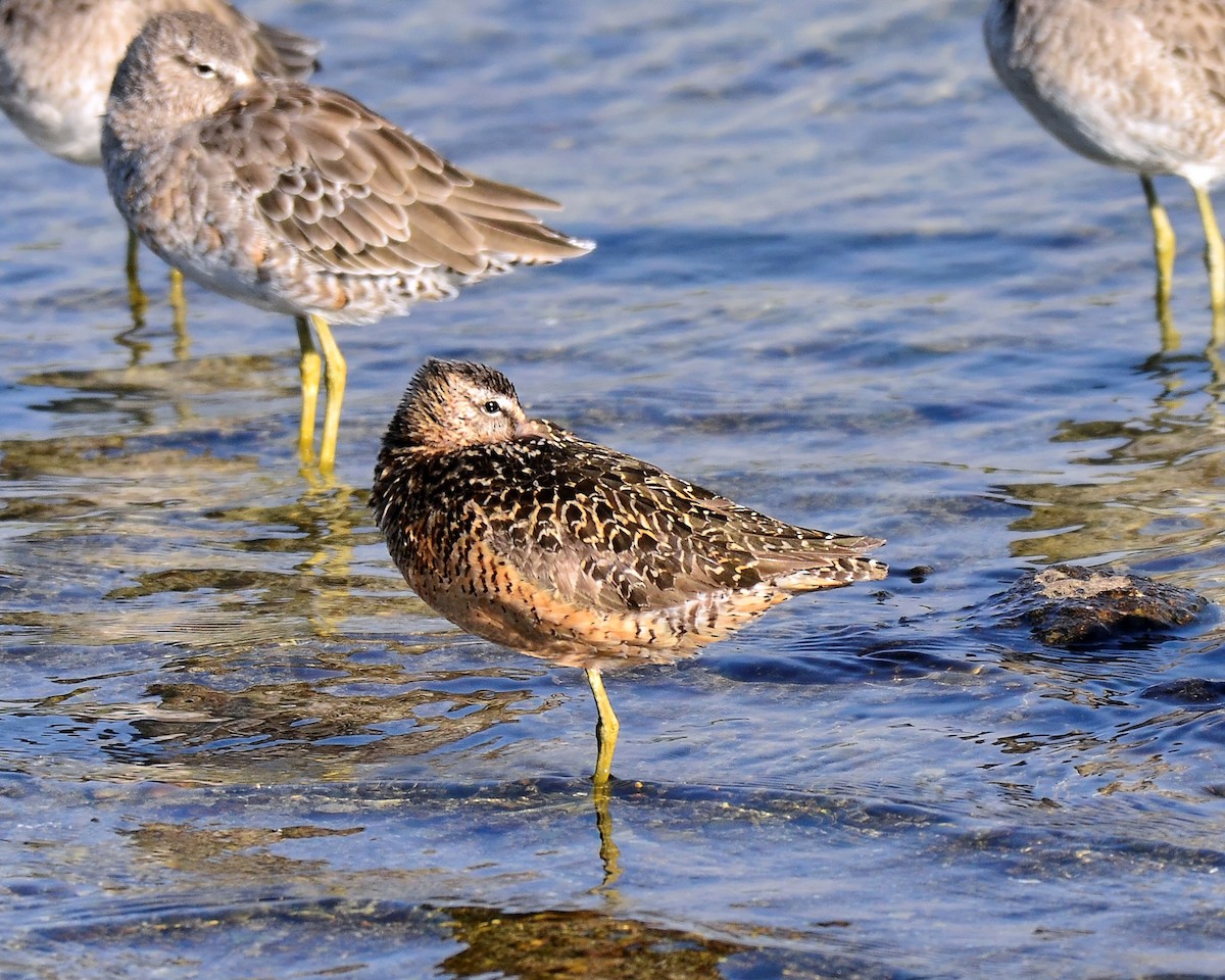 Long-billed Dowitcher - ML34331281