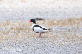 Common Shelduck, ML343313821