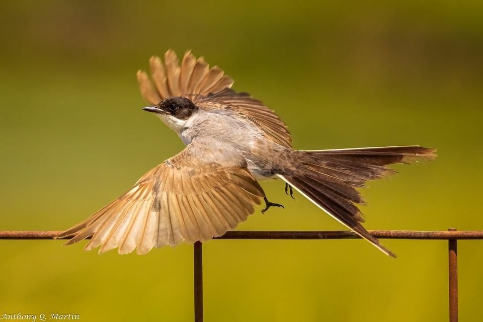 Fork-tailed Flycatcher - Simon Harvey