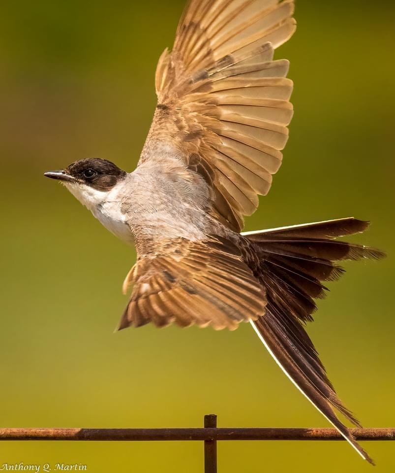 Fork-tailed Flycatcher - Simon Harvey