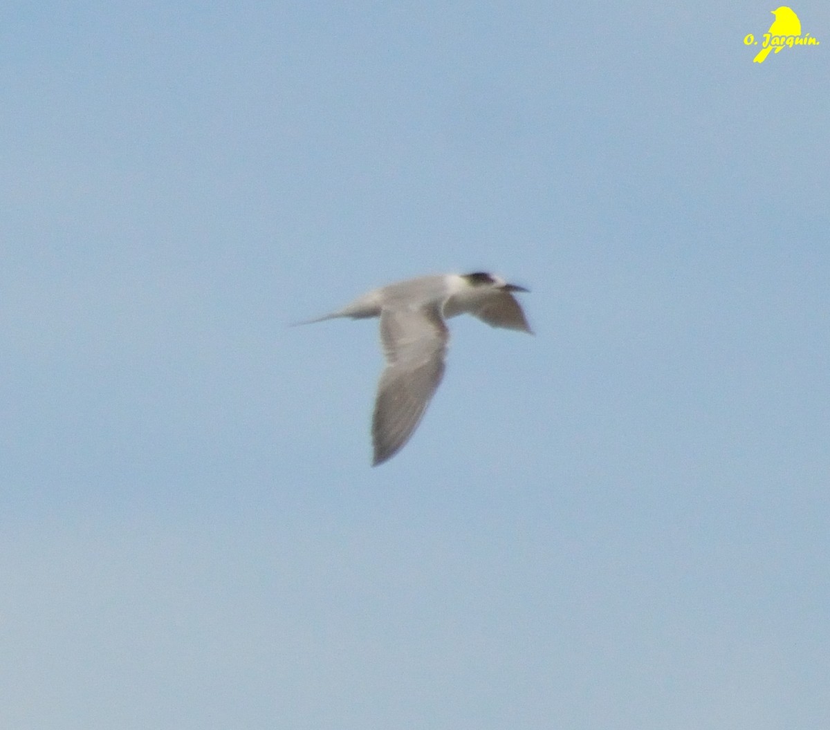 Common Tern - ML34331481
