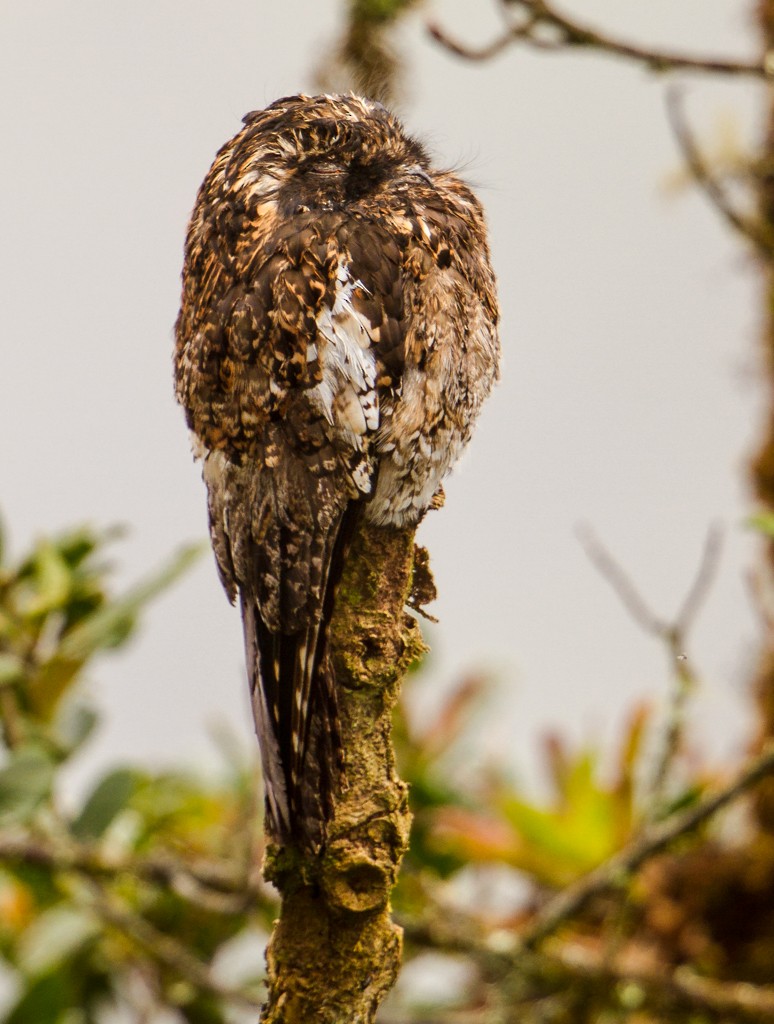 Andean Potoo - ML34331791
