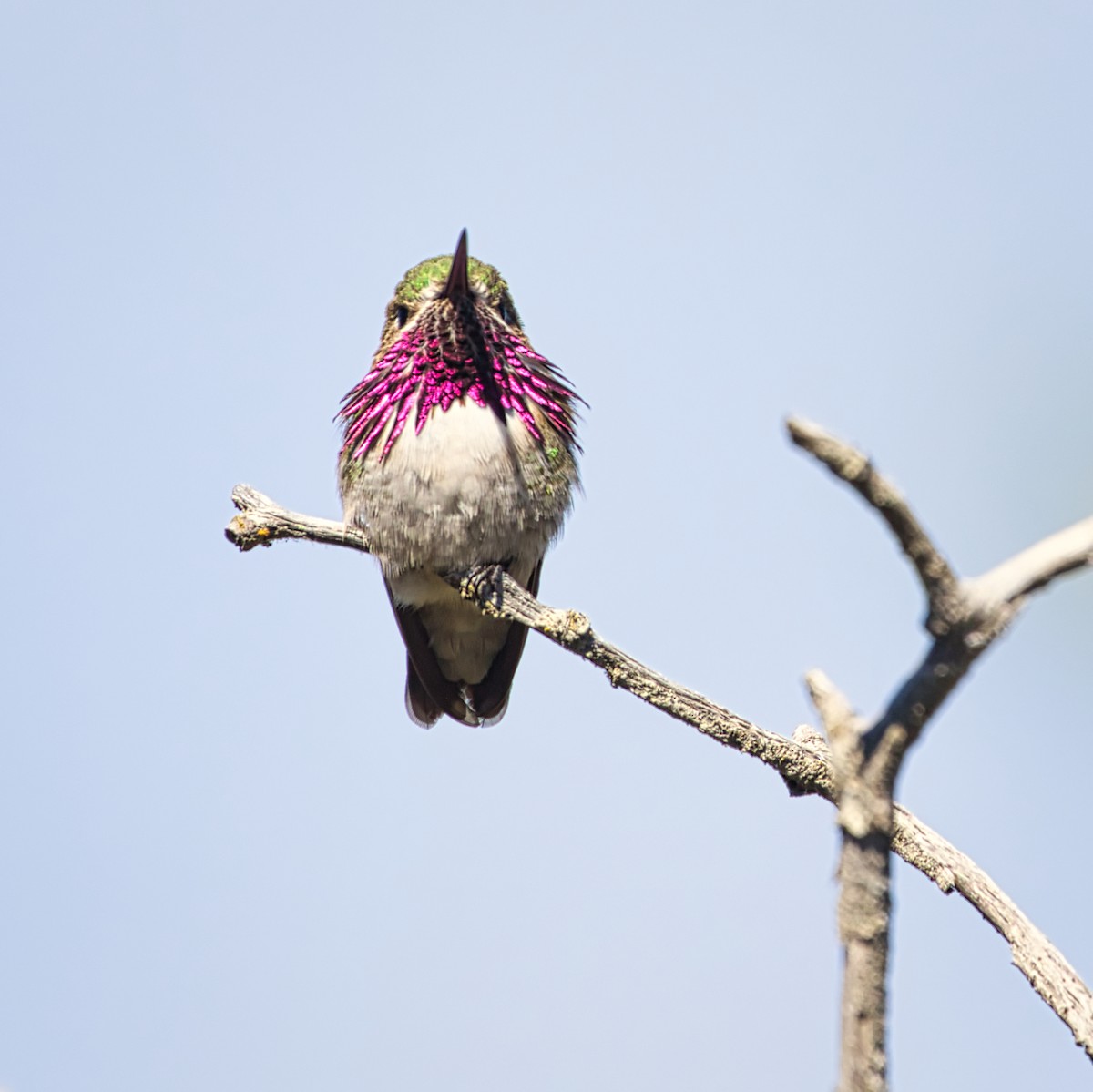Calliope Hummingbird - ML343319601