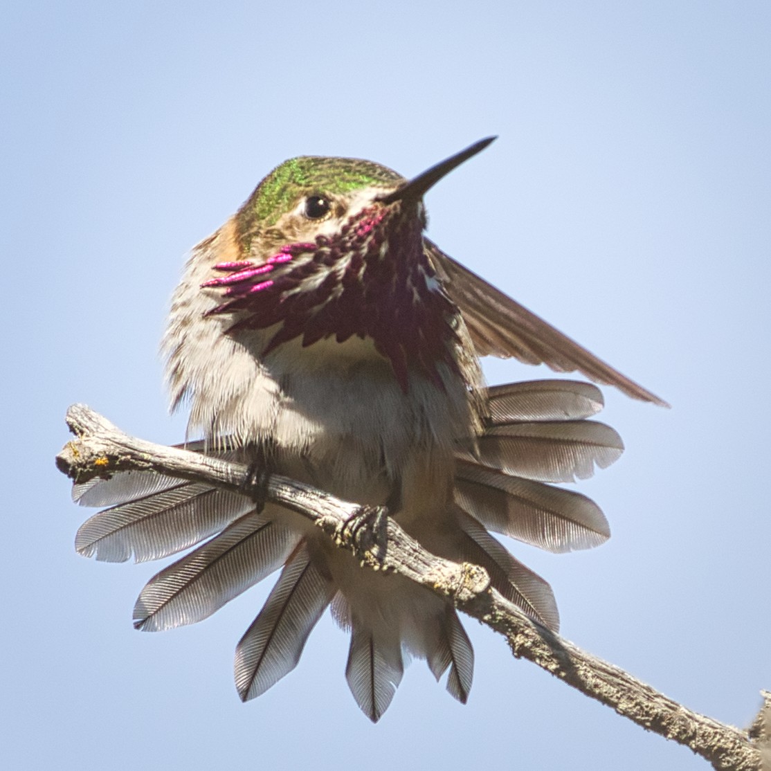 Calliope Hummingbird - Anne Auclair  Moe