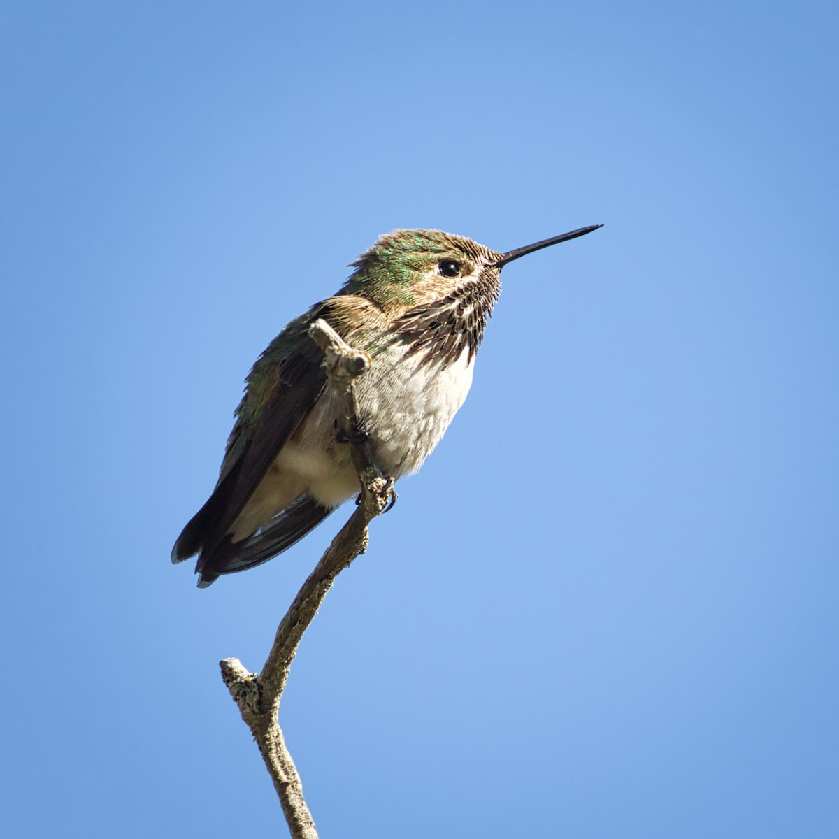 Calliope Hummingbird - ML343319651