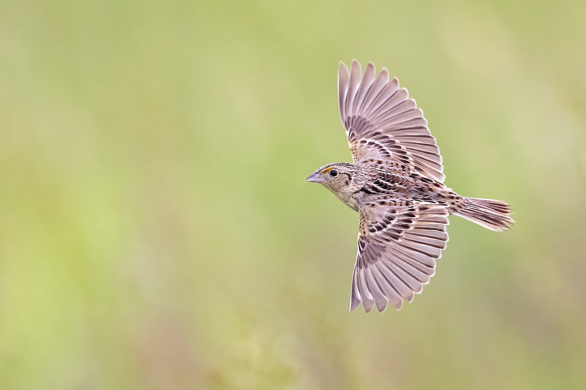Grasshopper Sparrow - ML343319881