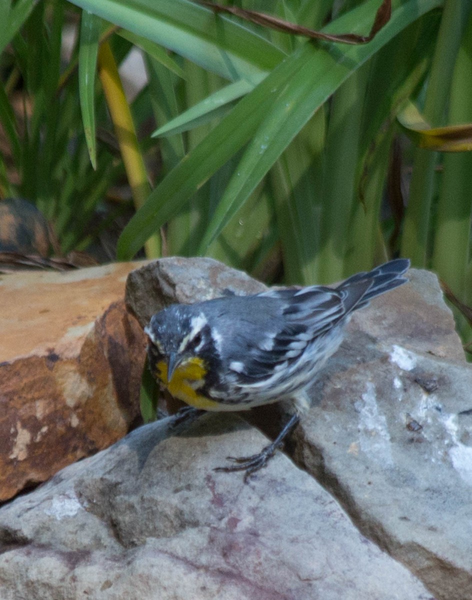Yellow-throated Warbler - Sandy Manter