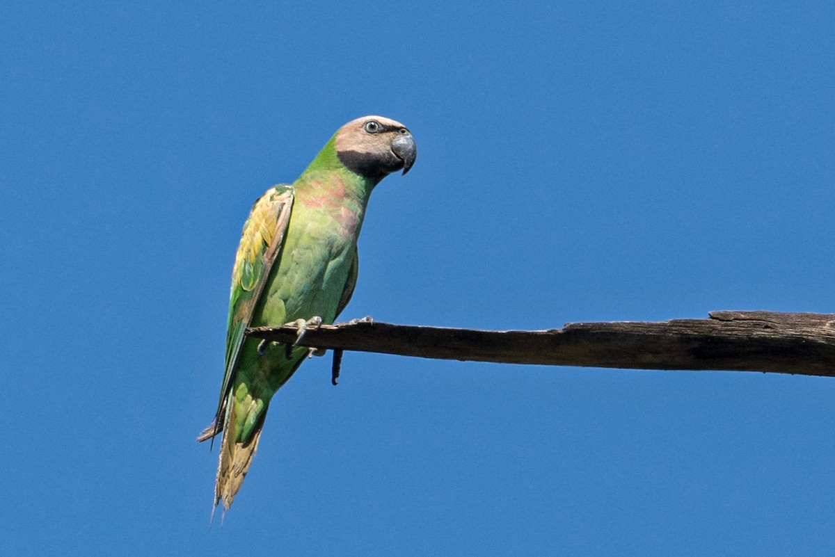 Red-breasted Parakeet - Yash Kothiala