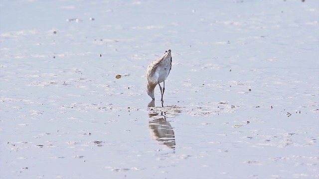 Asian Dowitcher - ML343335101