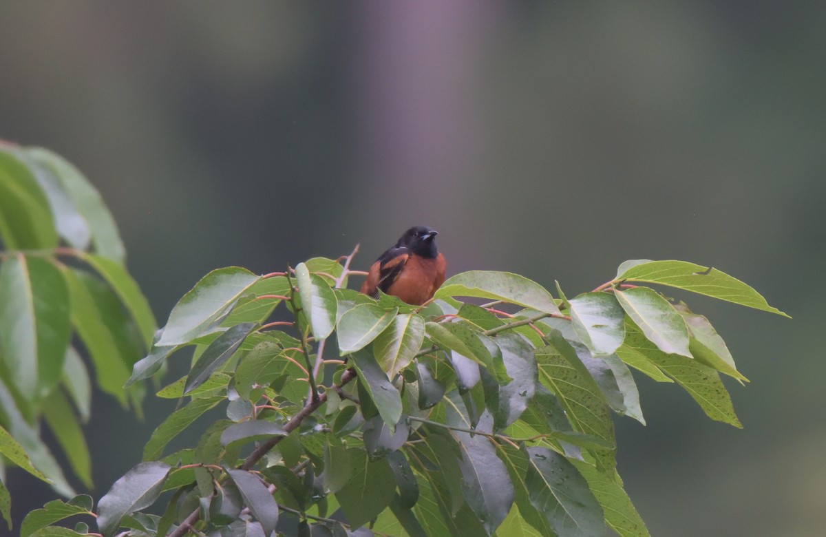 Orchard Oriole - ML343335581