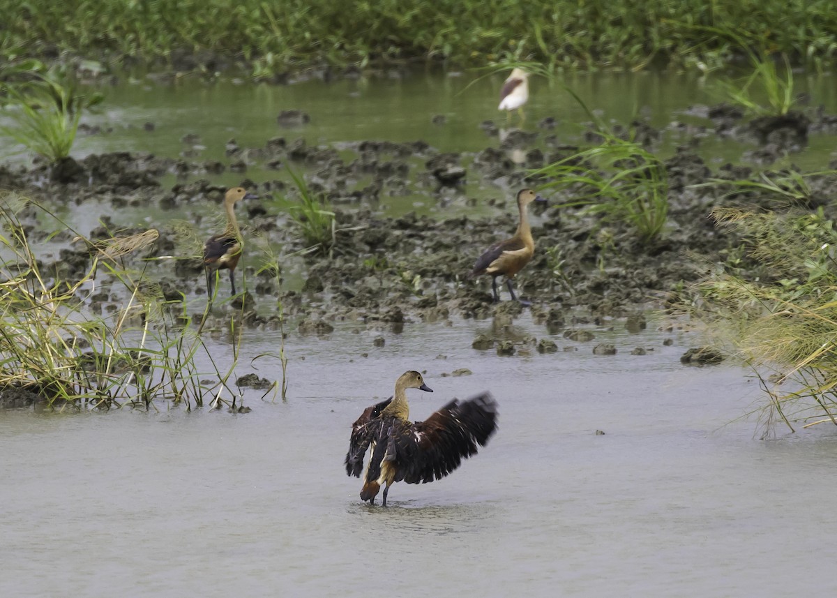 Lesser Whistling-Duck - Sayam U. Chowdhury